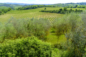 Fototapeta na wymiar Vineyards around Monteriggioni small medieval hill town in Tuscany
