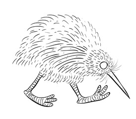 Cartoon image of kiwi bird. An artistic freehand picture.