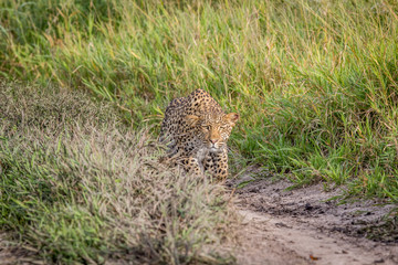 Leopard stalking in the Khalahari.