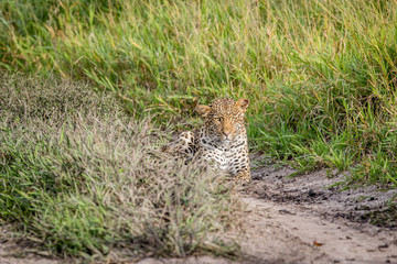 Leopard stalking in the Khalahari.