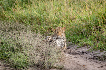 Leopard stalking in the Khalahari.