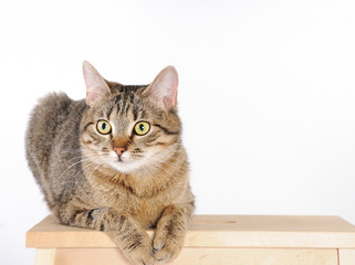 Striped cat lying on a chair and attentively looks at camera