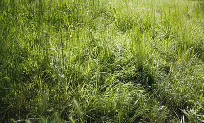 Nature background, green meadow