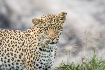 Leopard starring at the camera.