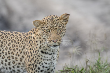 Leopard starring at the camera.