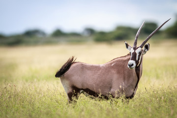Gemsbok standing in high grass.