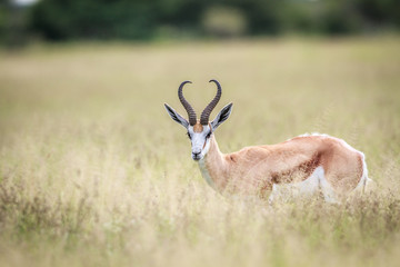 Springbok starring at the camera.