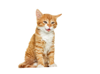 Fototapeta na wymiar Red cute kitten yawning, shows tongue