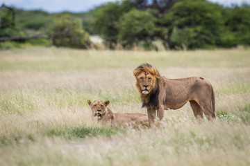 Mating couple of Lions in the high grass.