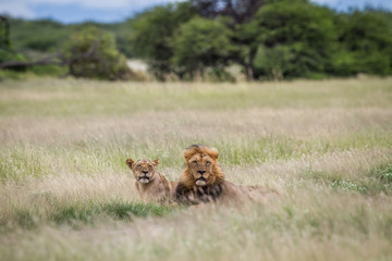 Mating couple of Lions in the high grass.