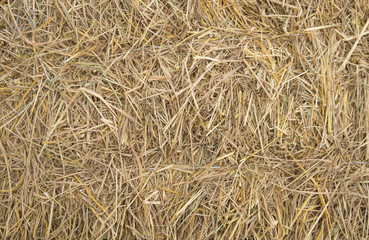 Straw grass