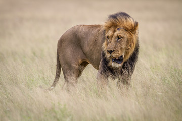 Male Lion in the high grass.