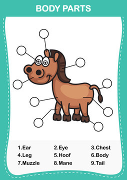 Illustration Of Horse Vocabulary Part Of Body,Write The Correct Numbers Of Body Parts