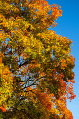 Fototapeta premium Colourful maple trees