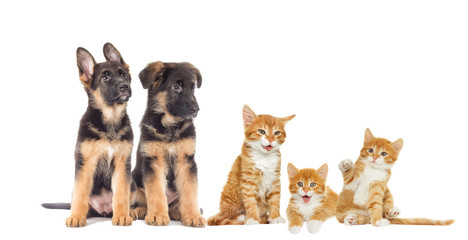 kitten and Puppy looking