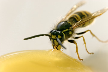 Bee snacks honey