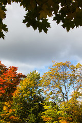 Fototapeta premium Colourful trees in autumn
