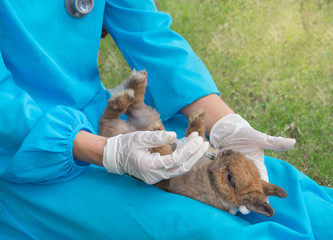 Professional veterinarian is feeding medicine to the rabbit.