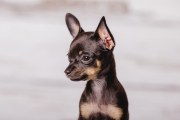 little chihuahua puppy on the background