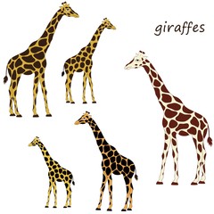 Giraffes