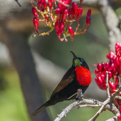 Scarlet-chested Sunbird in Kruger National park, South Africa