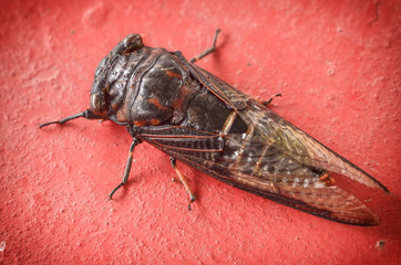 Cicada