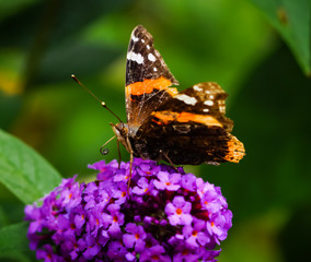 Schmetterling