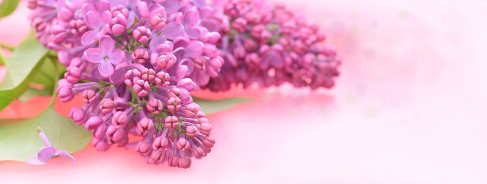 Flieder festlicher Hintergrund