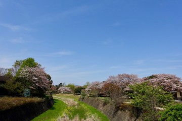 Fototapeta na wymiar 昭和記念公園の春