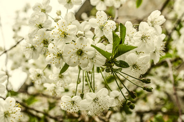 Background with clusters of tender white flowers of cherry