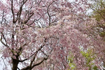 Obraz premium サクラ