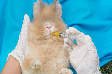 Professional veterinarian is feeding medicine to the rabbit.