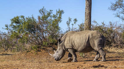 Obraz premium Southern white rhinoceros in Kruger National park, South Africa
