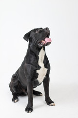 Funny black labrador on a white background. Happy dog
