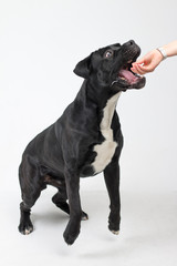 Funny black labrador on a white background. Happy dog