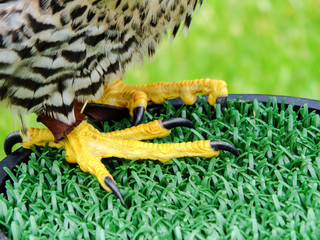 Talons