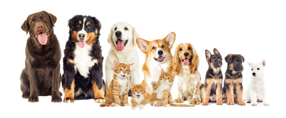 Set of dogs And kittens