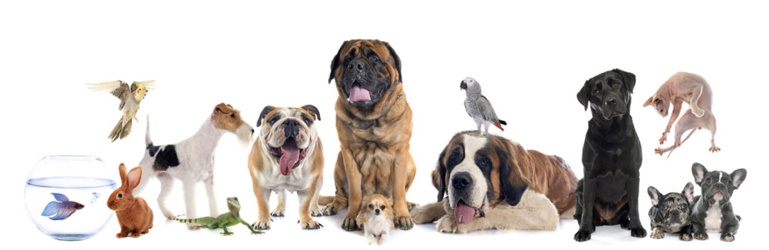 group of pet