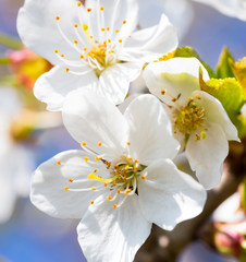 Sakura