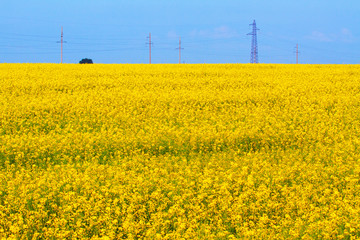 Flowering fields with canola