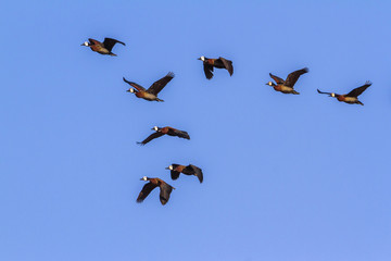 White-faced Whistling-Duck in Kruger National park, South Africa