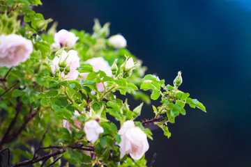 pink flowers of climbing roses
