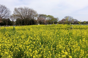 菜の花畑