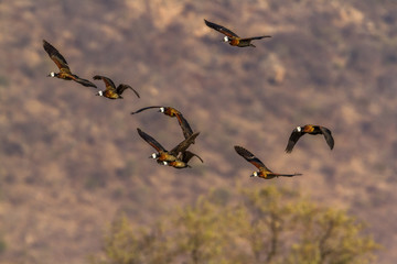 White-faced Whistling-Duck in Kruger National park, South Africa