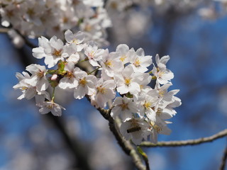 桜