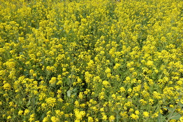 Obraz premium 菜の花畑