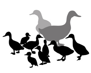 Duck & Duckling Silhouette
