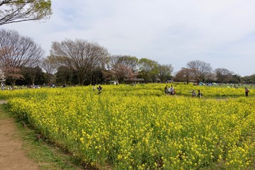 菜の花畑