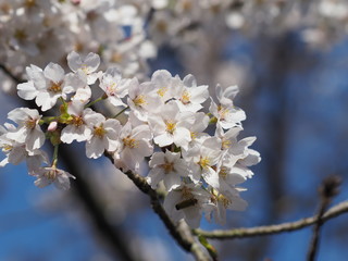 桜