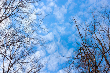 Looking up through the branches of trees on a blue sky with white clouds